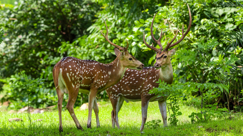 Deer in dense foliage