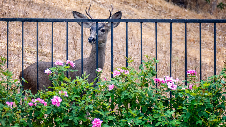 Deer at fence line