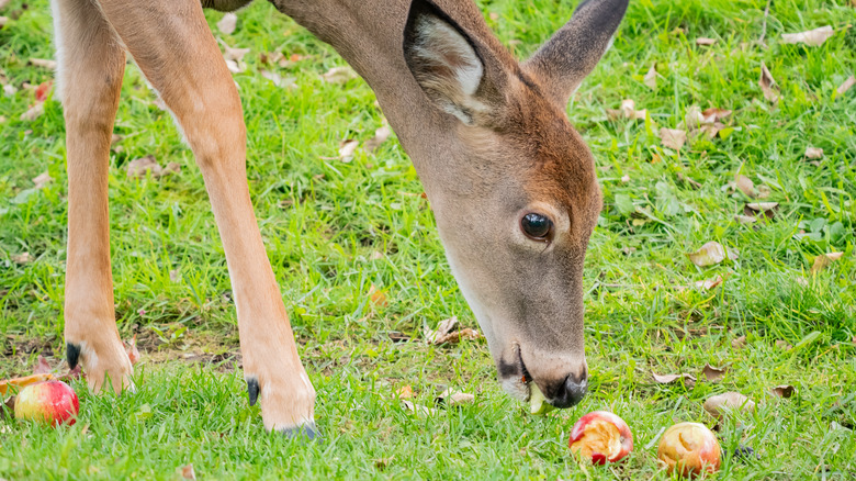 Deer eating an apple