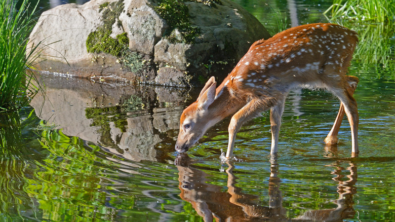 Fawn drinking from pond