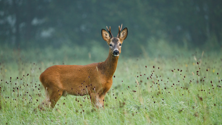 Deer in a field