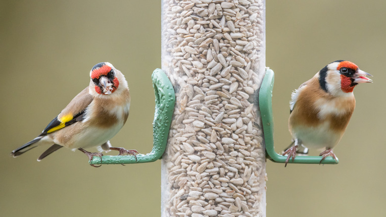 Finches enjoying sunflower feeder