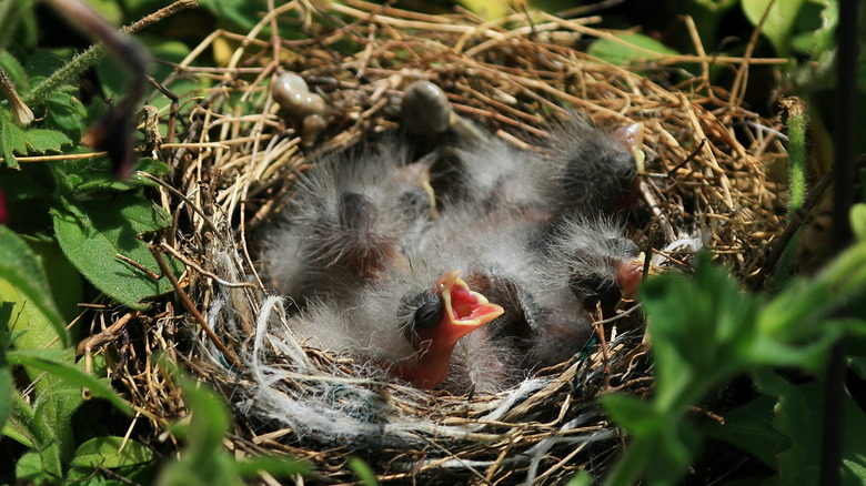 Baby finches in backyard nest