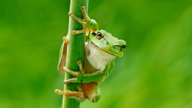 Frog hanging on grass