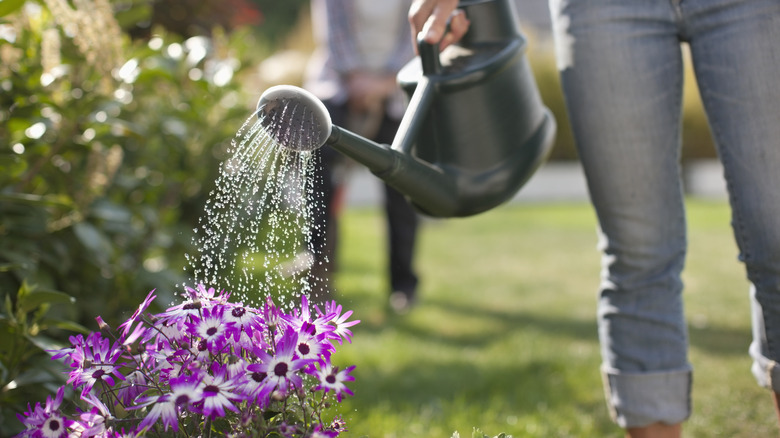 watering flowers in garden