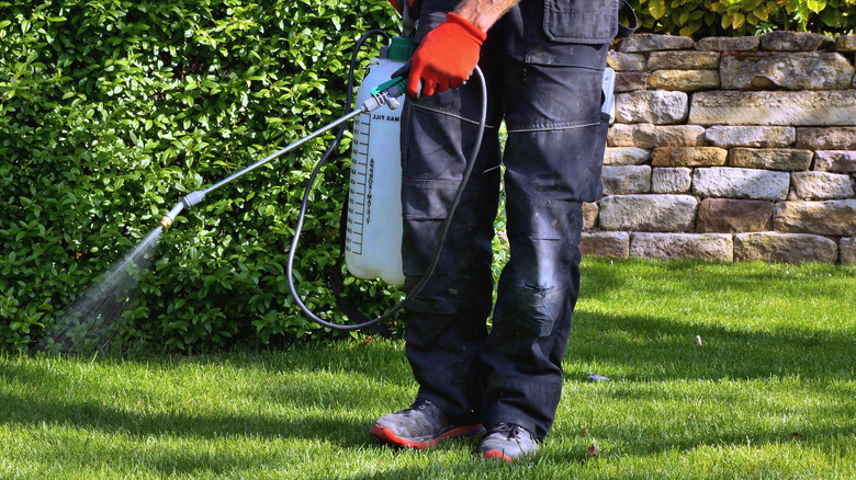 spraying pesticides on a lawn