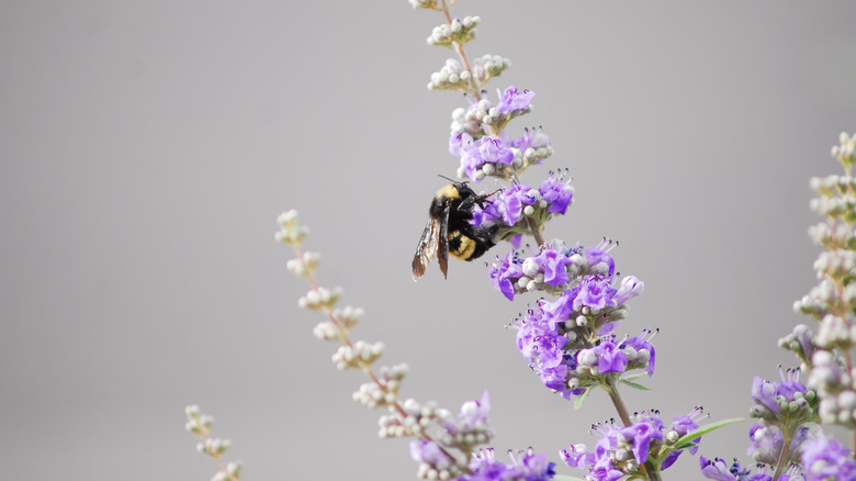 carpenter bee on eggplant blooms