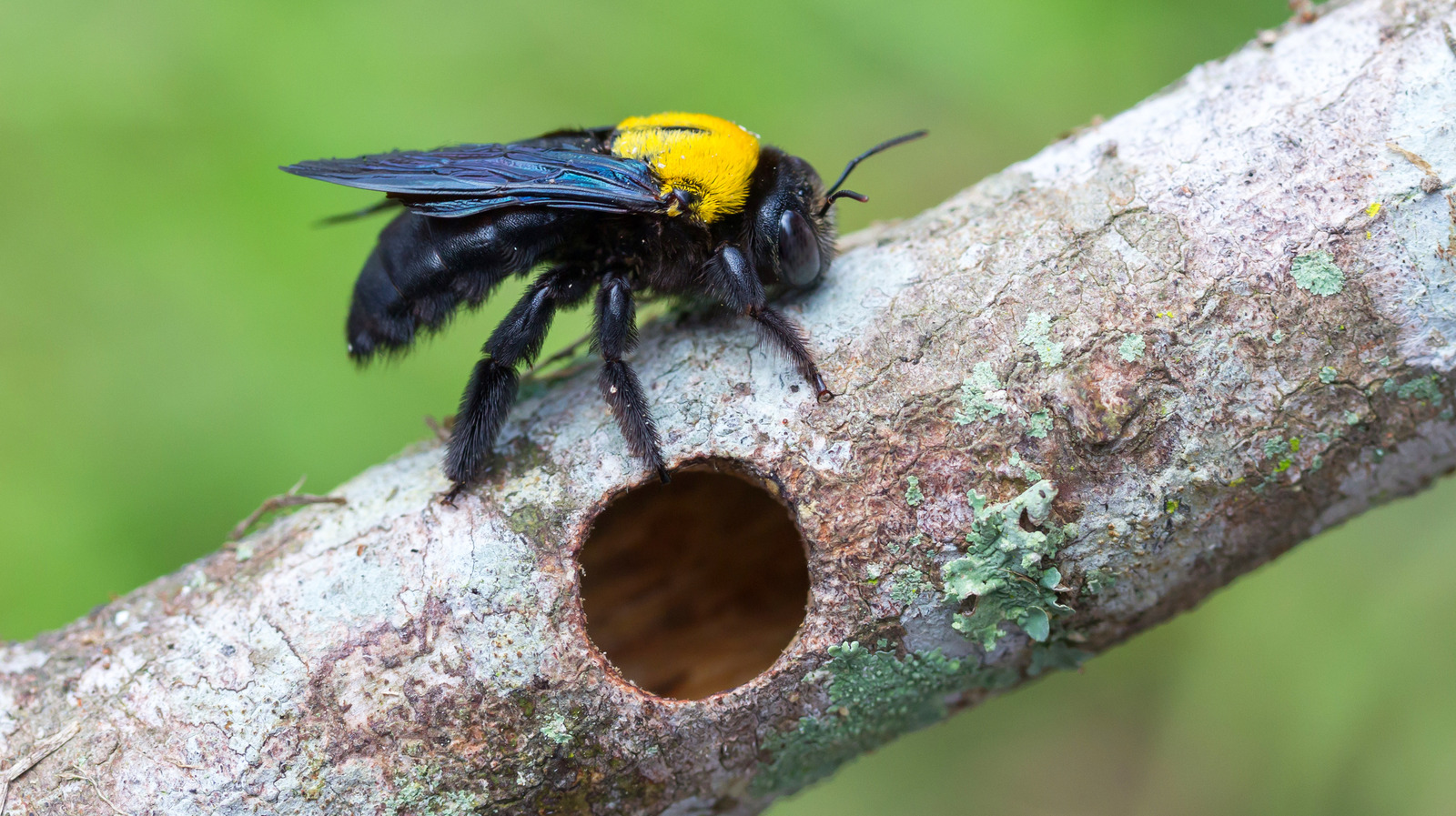 how-to-attract-honeybees-into-your-yard-without-luring-in-carpenter-bees