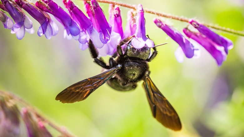 carpenter bee on purple bloom