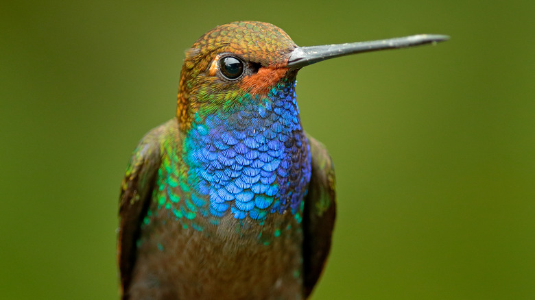 close-up of a hummingbird