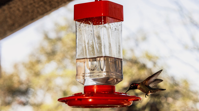 hummingbird drinking from water feeder