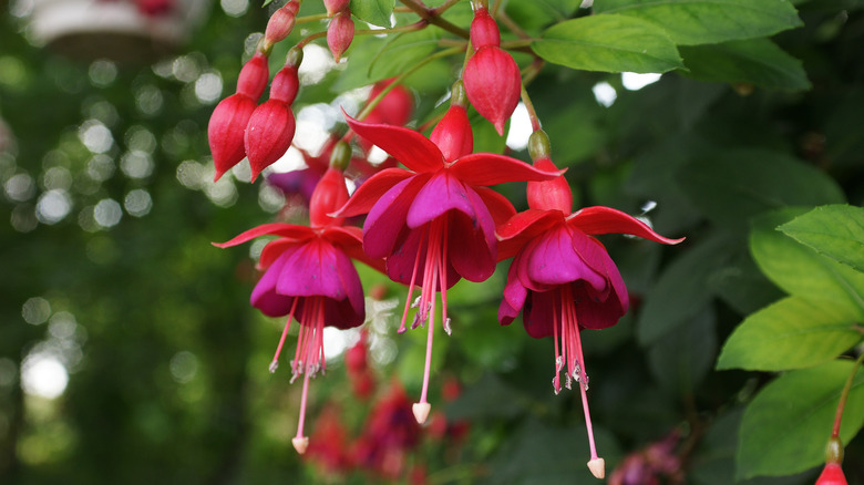 fuchsia flower 