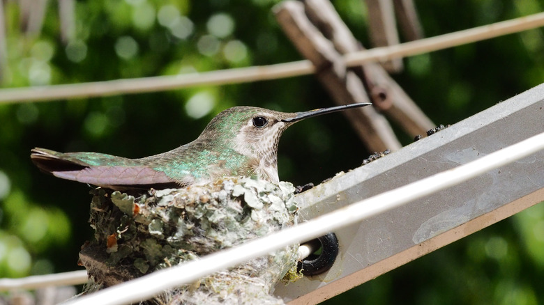 hummingbird perching on clothesline