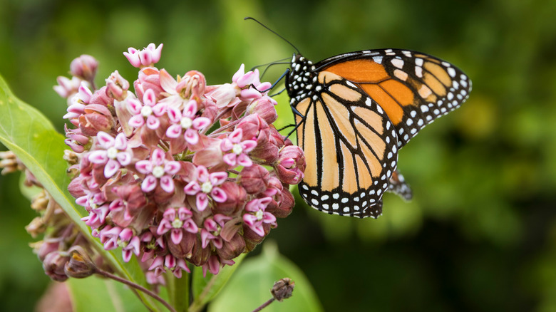 monarch butterfly on milkweed