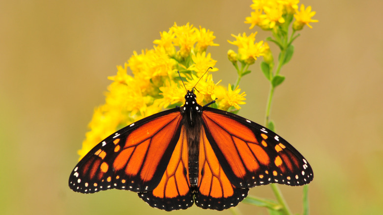 butterfly on golden rod flower