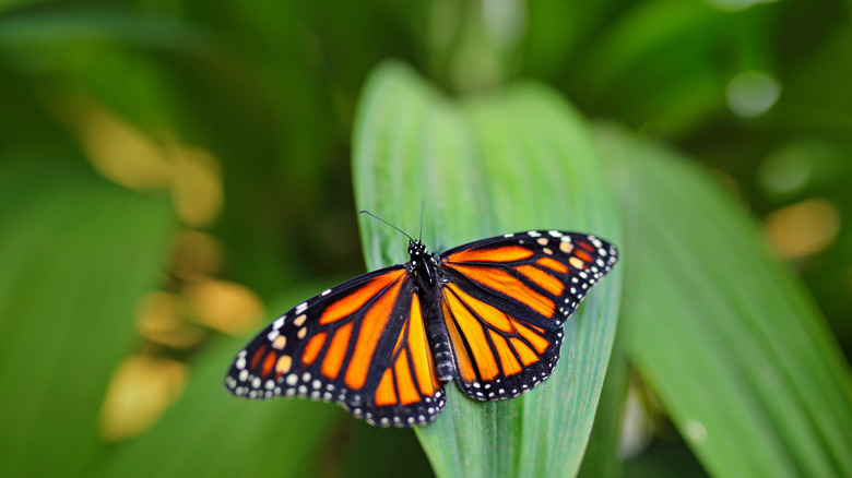 monarch butterfly on leaf