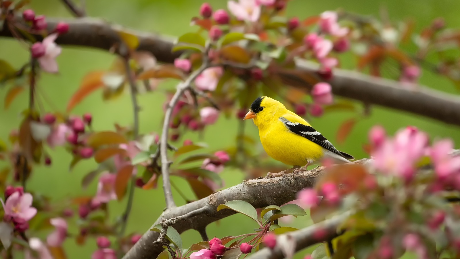 How To Attract More Songbirds To Your Yard - House Digest