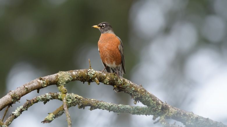 Perched robin