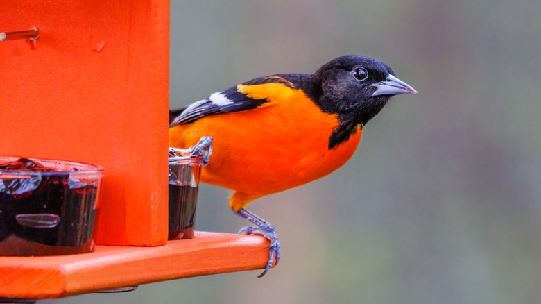 Oriole on feeder