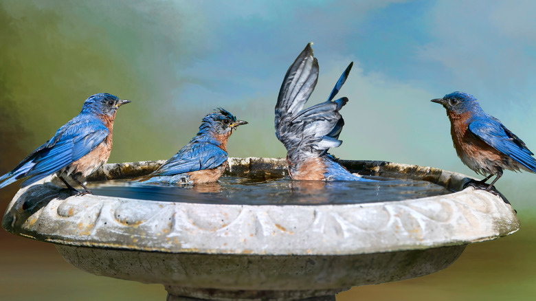 Bluebirds in birdbath