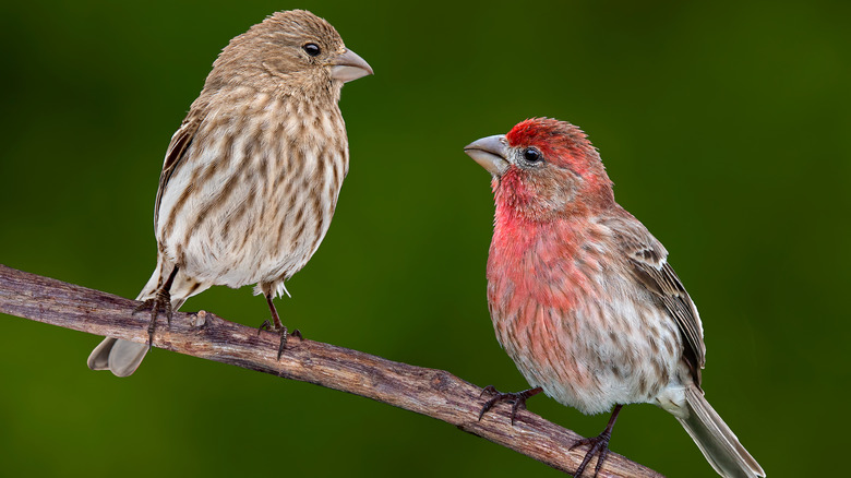 House finches