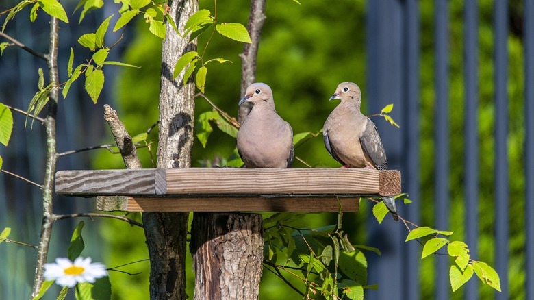 Two mourning doves on platform