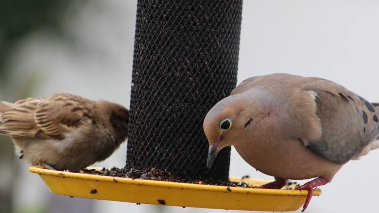 Two mourning doves on feeder