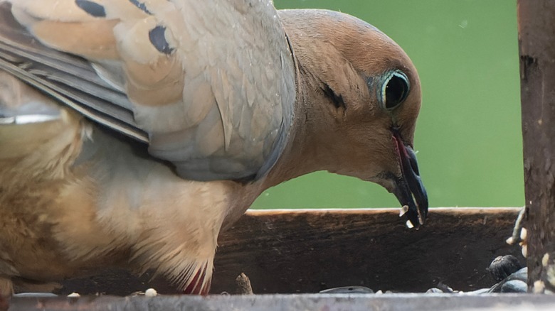 Mourning dove eating seeds from feeder