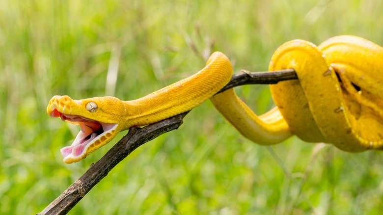 Yellow snake in the yard 