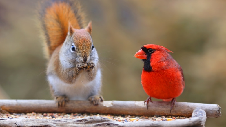 squirrel and bird on feeder