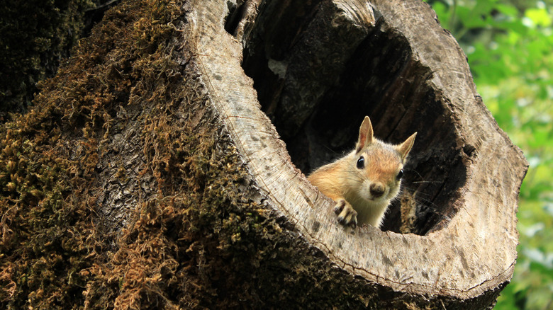 squirrel in hollow tree