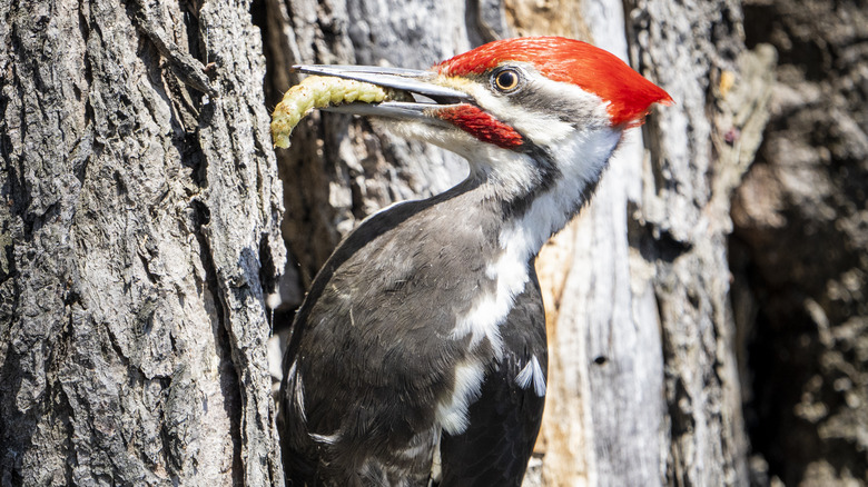 Woodpecker eating insect