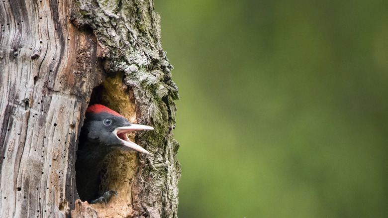 Woodpecker nesting in old tree