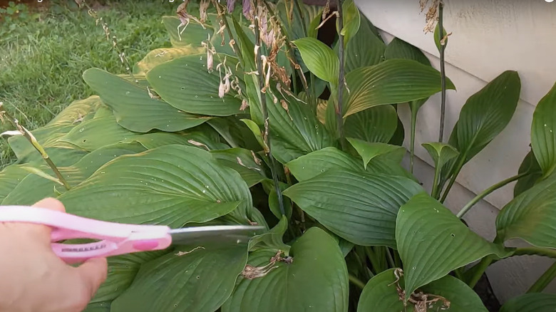 Deadheading hosta