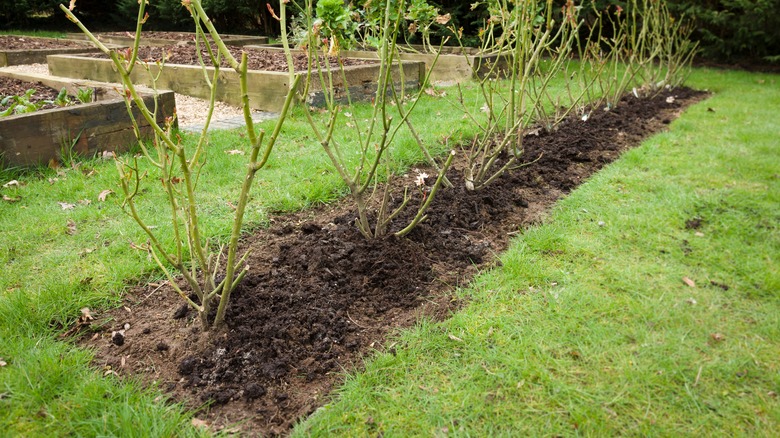 mulch protecting rose bushes