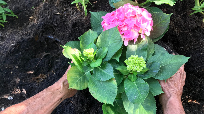 planting pink hydrangea 