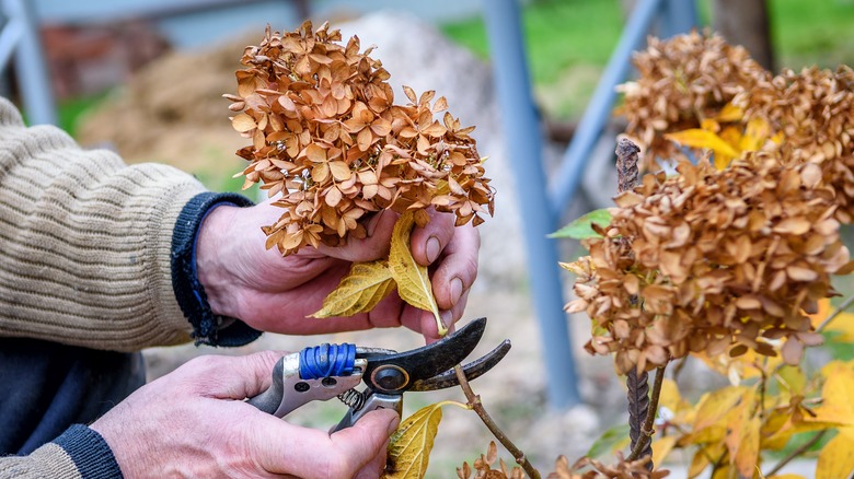 person pruning hydrangea