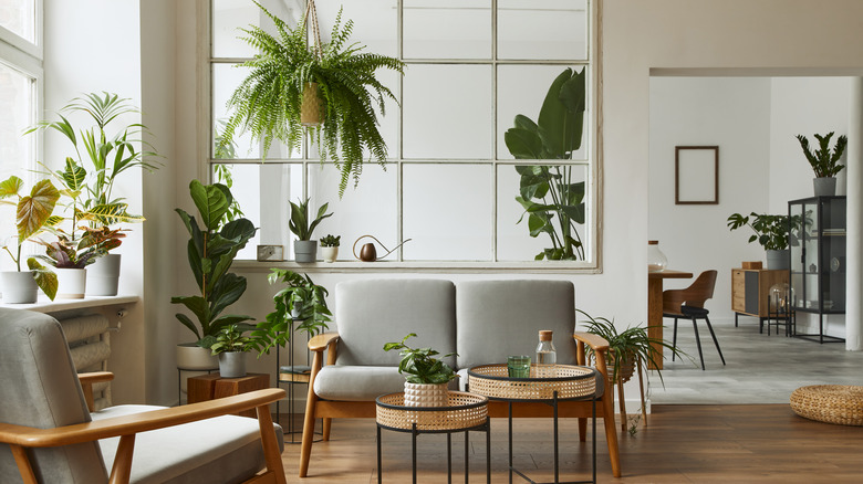 Living room with plants