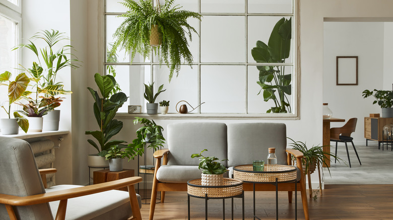 room with green houseplants