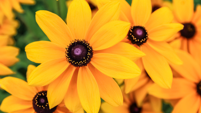 Black eyed Susans in bloom