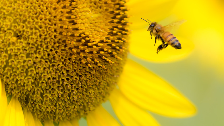 Bee near a sunflower