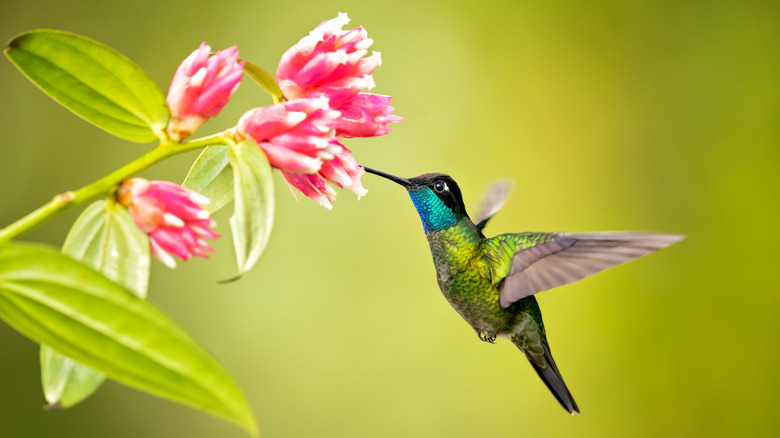 Hummingbird pollinating a flower