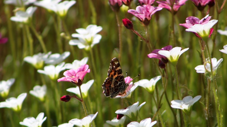 Butterfly on a flower