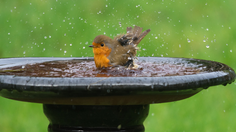 Bird in outdoor bird bath