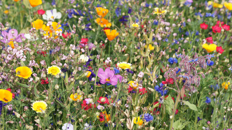 Colorful wildflower garden