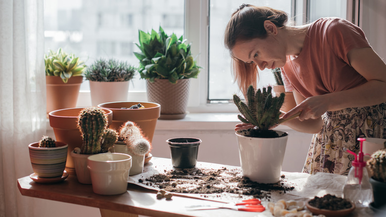 Young woman repotting multiple cacti