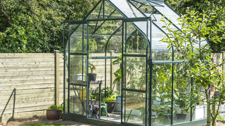 glass greenhouse in backyard