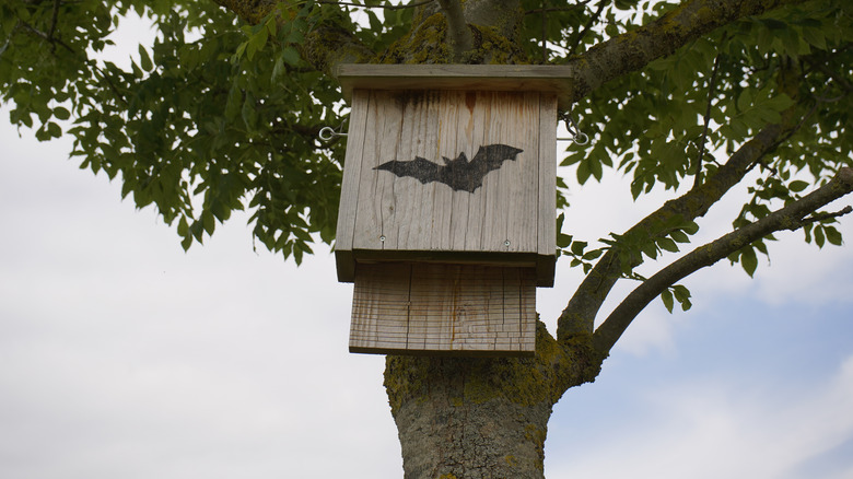 Bat box high on tree