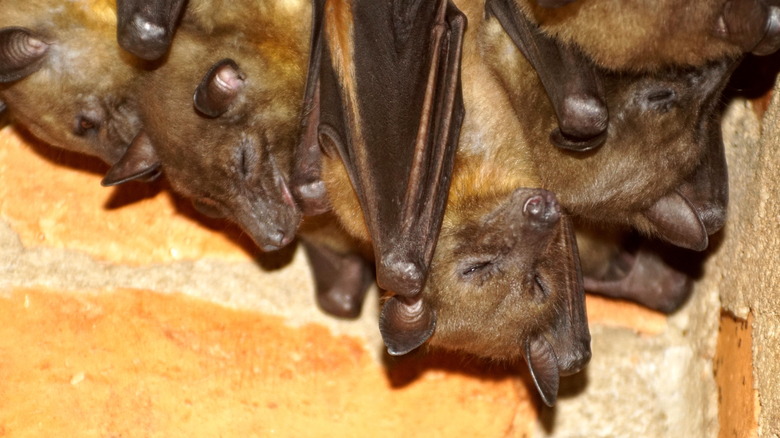 Huddled bats upsidedown