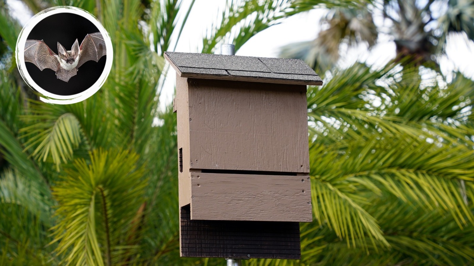 How To Build A Bat House